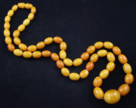 A single strand graduated oval amber bead necklace, 32 in.